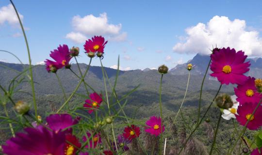 cover Embrace the Mountains and Flowers at San Pa Kia, Chiang Dao