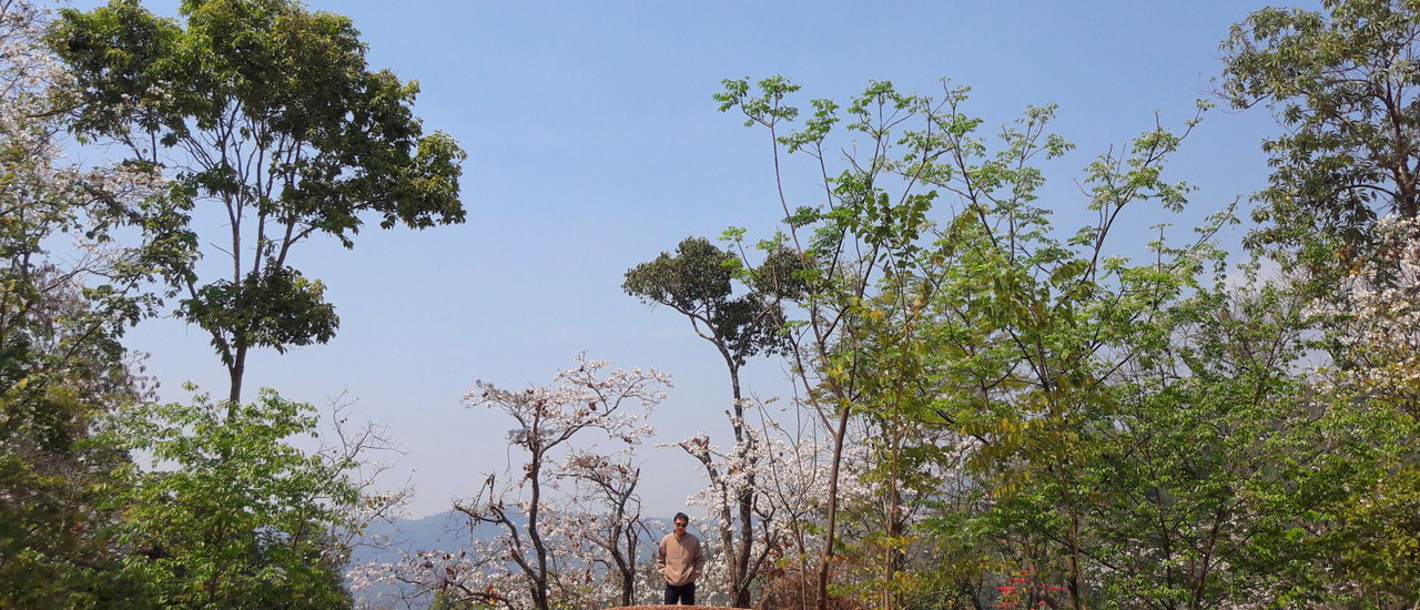 cover Traverse the Mae Kampong Valley and Witness the Blooming of the Silk Cotton Flowers at Ban Pa Hemiang, Lampang