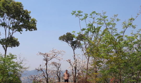 cover Traverse the Mae Kampong Valley and Witness the Blooming of the Silk Cotton Flowers at Ban Pa Hemiang, Lampang