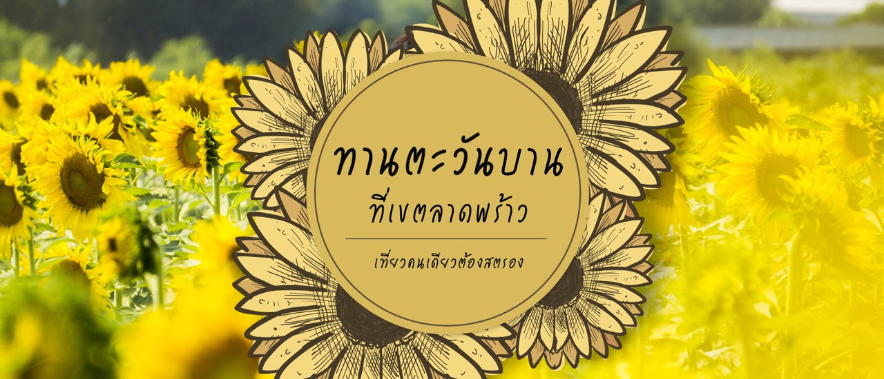 cover Sunflower fields in bloom at Khlong Ladprao, outshining Lopburi and Khon Kaen.