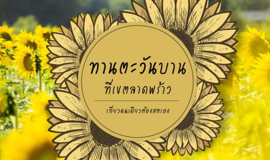 Cover Sunflower fields in bloom at Khlong Ladprao, outshining Lopburi and ...