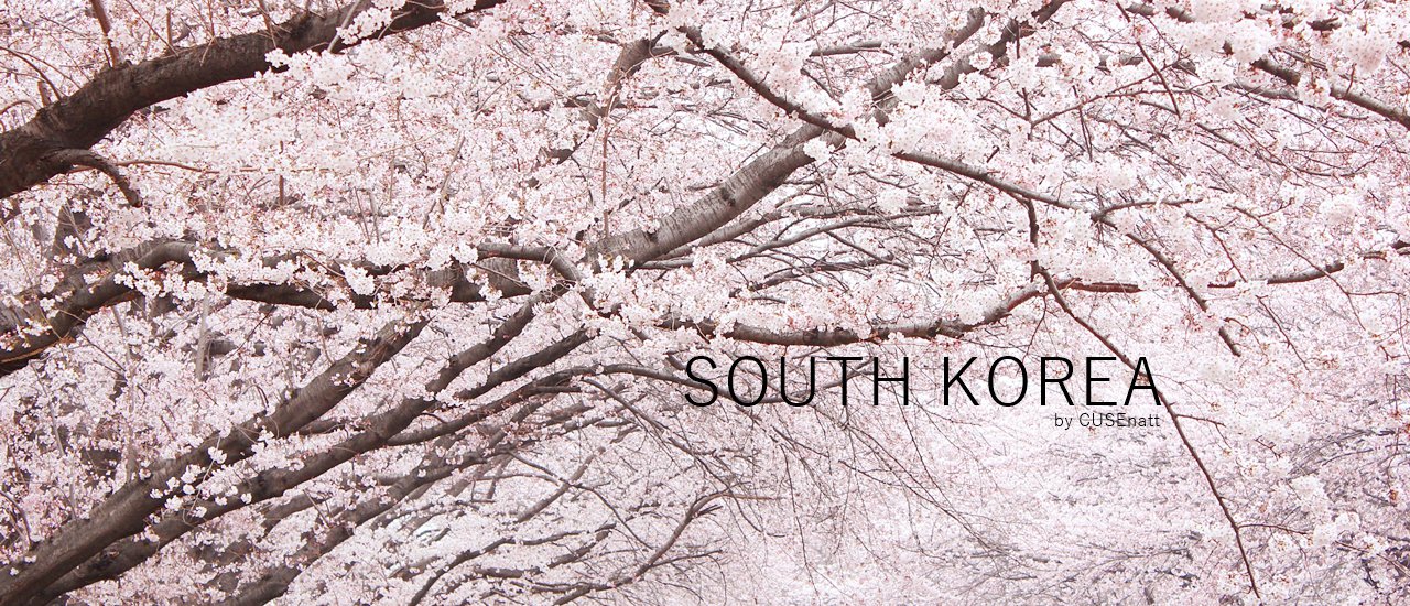 cover Embark on a Journey to Find the Korean Cherry Blossoms (Potgot)