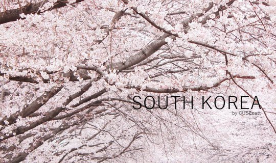 cover Embark on a Journey to Find the Korean Cherry Blossoms (Potgot)