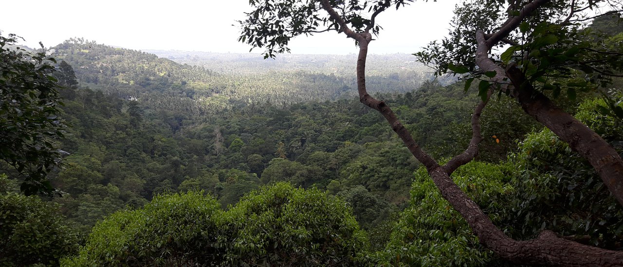 cover # Kale takes a walk in the durian forest, admires the art rocks, and sits by the waterfall. #