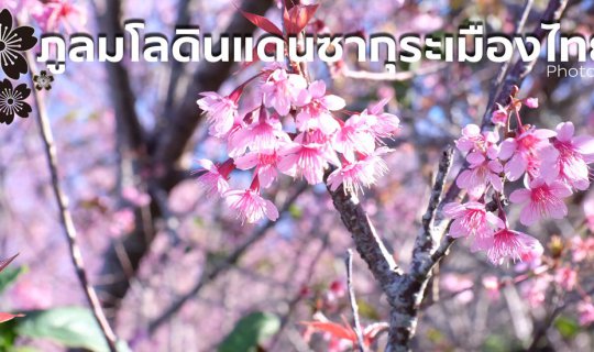 Cover Phu Lom Lo: Sakura of Siam...