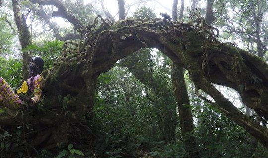 Cover Khao Luang, Prachuap Khiri Khan: Ancient Forest, Dwarf Trees, 1250 P...