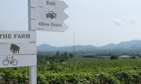 cover Cycling Trip // Huai Mai Tai // Hua Hin Hills Vineyard