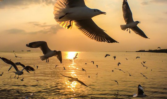 cover A two-day, one-night stay at Bang Pu Seaside, followed by a visit to feed seagulls with crispy pork rinds.