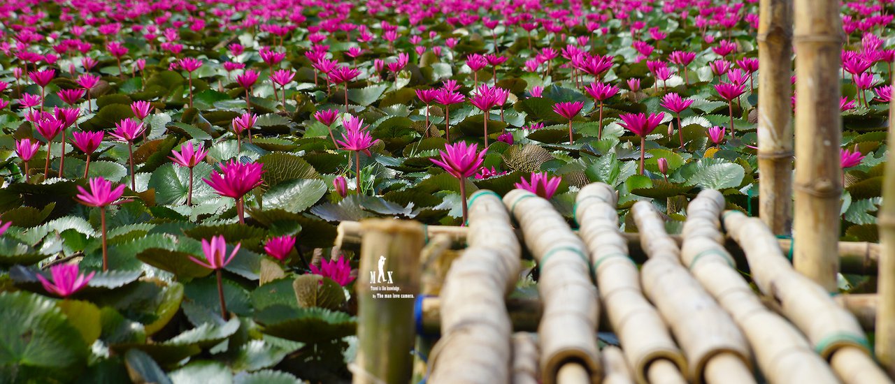 cover No need to travel all the way to Udon Thani. Come here, to the Red Lotus Field in Ban Na District, Nakhon Nayok Province, just a short distance from Bangkok.