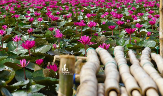 Cover No need to travel all the way to Udon Thani. Come here, to the Red L...