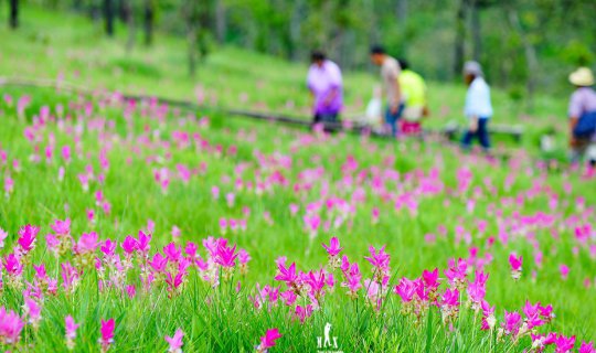 Cover Let's go see the Siam Tulip (Crinum Lily) at the Trai Thong National...