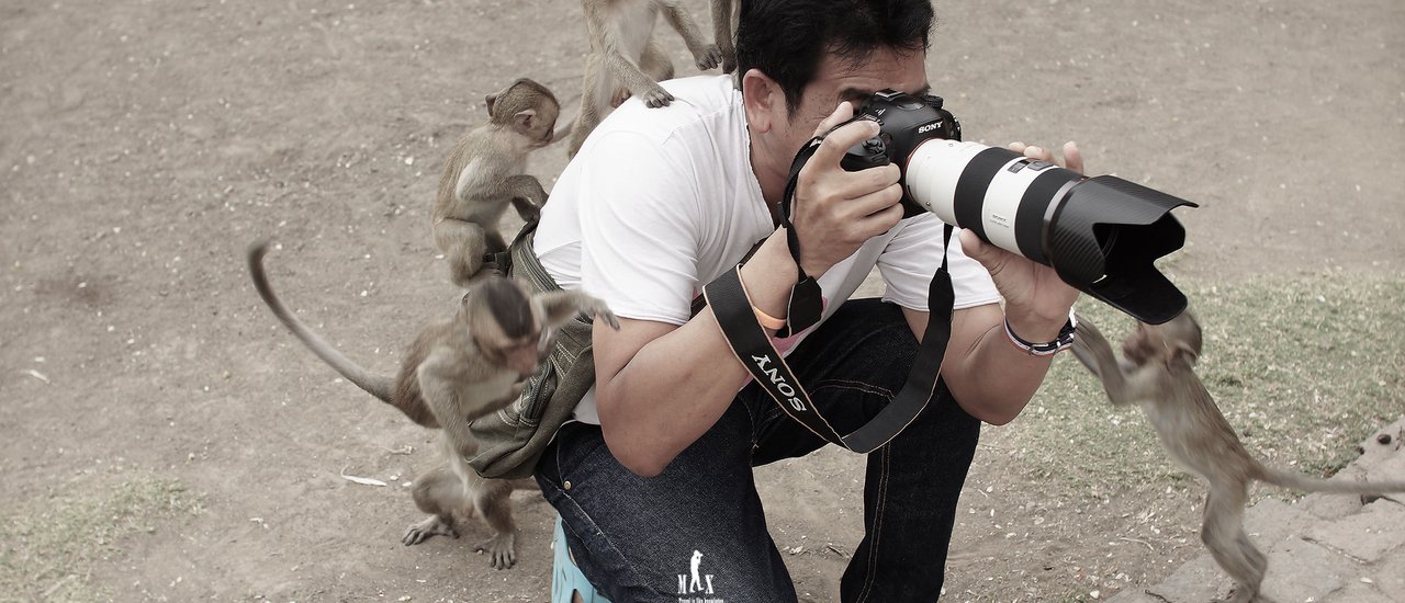 cover Let's witness the adorable monkeys of Lopburi at Phra Prang Sam Yot.