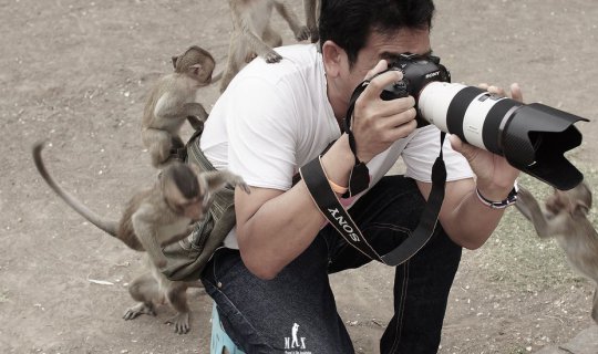 Cover Let's witness the adorable monkeys of Lopburi at Phra Prang Sam Yot....
