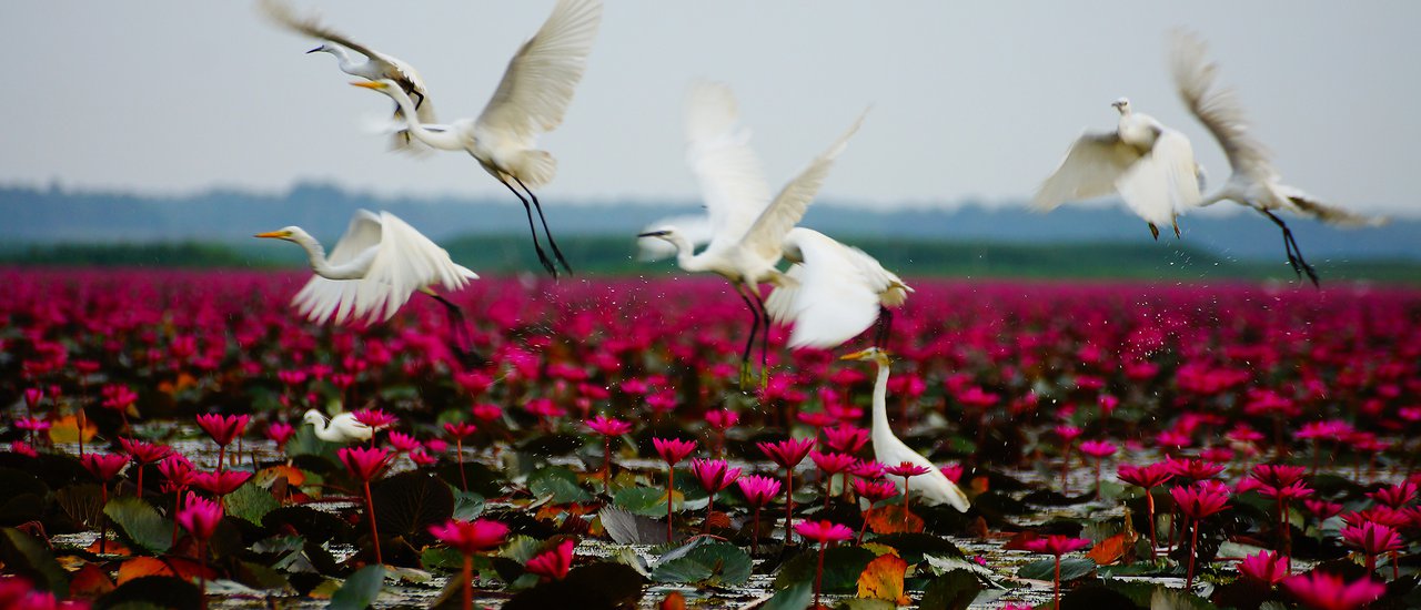 cover Embark on a boat tour to witness the captivating sight of red lotus blossoms at Thale Noi Lake in Phatthalung Province.
