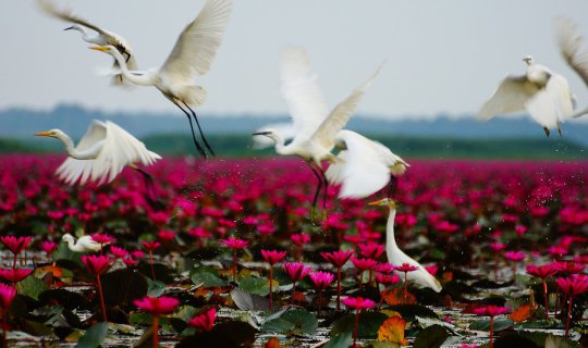 Cover Embark on a boat tour to witness the captivating sight of red lotus ...
