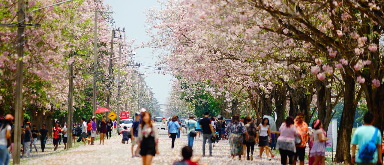 cover Pink trumpet trees at Kasetsart University Kamphaeng Saen Campus (April 2015)
