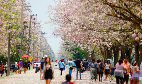 Cover Pink trumpet trees at Kasetsart University Kamphaeng Saen Campus (Ap...