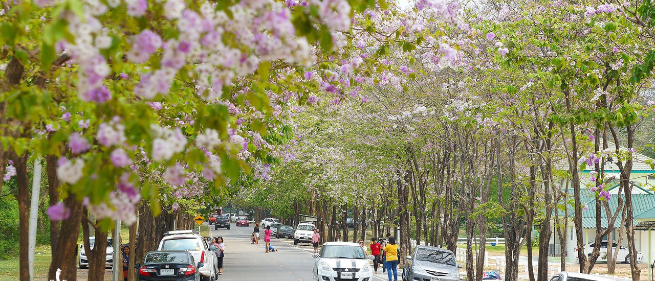 cover Flower Road in Chonburi Province at Bang Phra Reservoir (Pink Trumpet Tree or Lagerstroemia)
