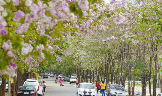 Cover Flower Road in Chonburi Province at Bang Phra Reservoir (Pink Trumpe...