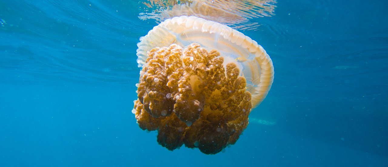 cover 5-Day Open Water Course (PADI)