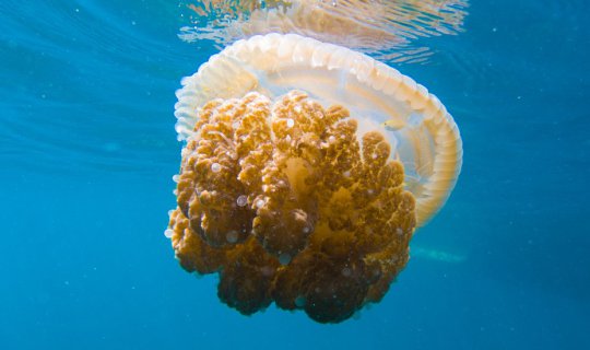 Cover 5-Day Open Water Course (PADI)...