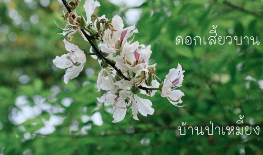 cover English 
Wild Himalayan Cherry Blossoms in Bloom at Ban Pa Hemiang, Melodious Birdsong at Kiw Fin Meadow, Jae Son National Park, Lampang Province