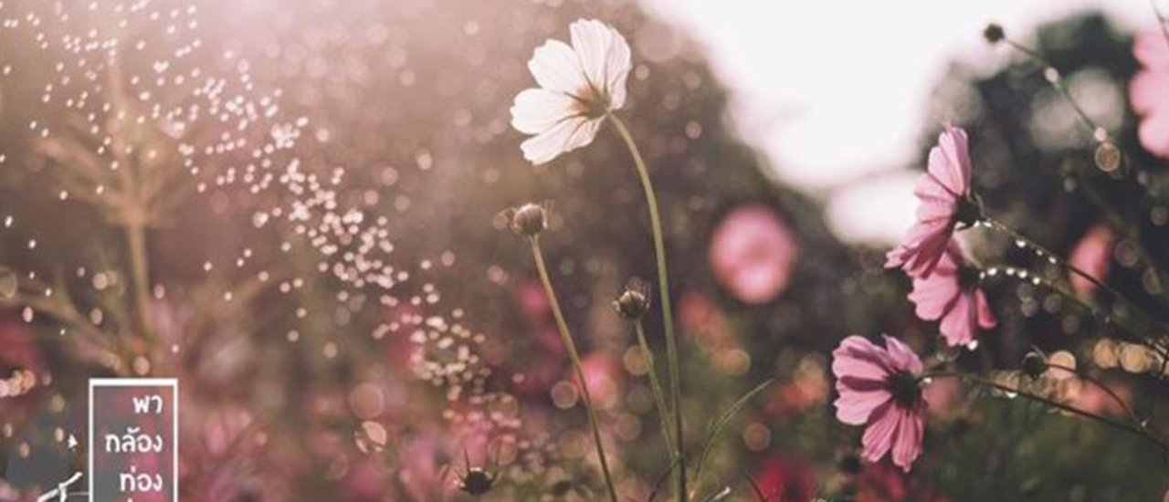 cover Exploring the Cosmos Flower Field with a Camera