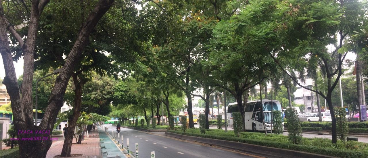 cover Bangkok in a Day: Did you know Bangkok has a tree tunnel road? [VACA VACA]