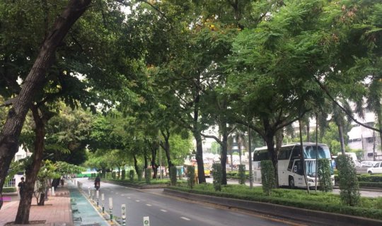 Cover Bangkok in a Day: Did you know Bangkok has a tree tunnel road? [VACA...