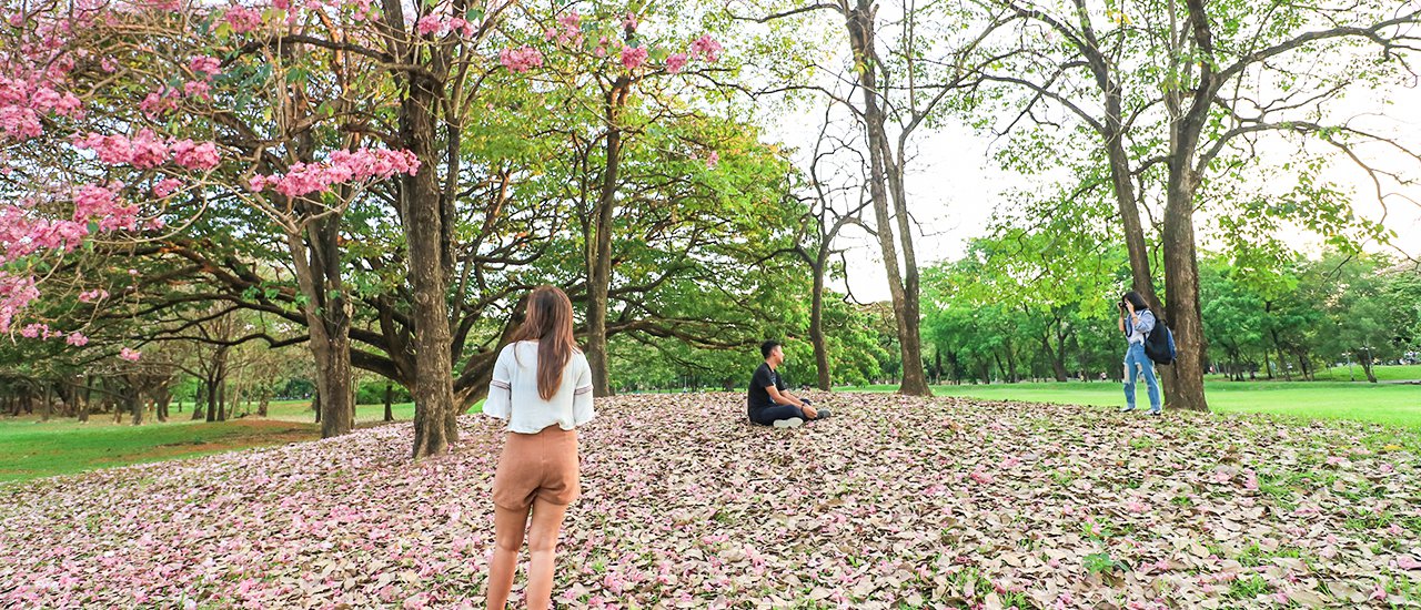 cover "The view is incredibly 'adorable' (the pink trumpet flowers are in full bloom!) at the Train Park... hurry before they fall!"