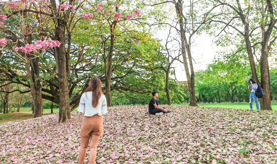 cover "The view is incredibly 'adorable' (the pink trumpet flowers are in full bloom!) at the Train Park... hurry before they fall!"