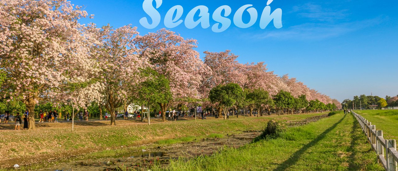 cover Blooming Season: Pink Cassia at Kasetsart Kamphaeng Saen

Pink Cassia(ชมพูพันธุ์ทิพย์) is in full bloom at Kasetsart University Kamphaeng Saen Campus.