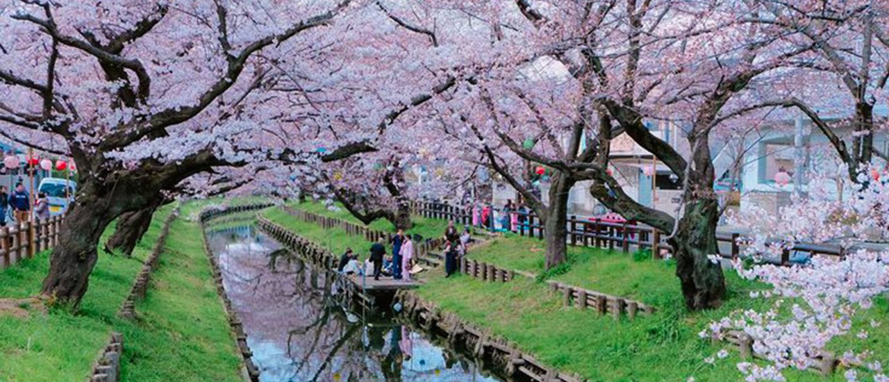 cover "Floating on the surface, eyes on the beautiful cherry blossoms, clear water, warmth, happiness spreading everywhere at KAWAGOE."