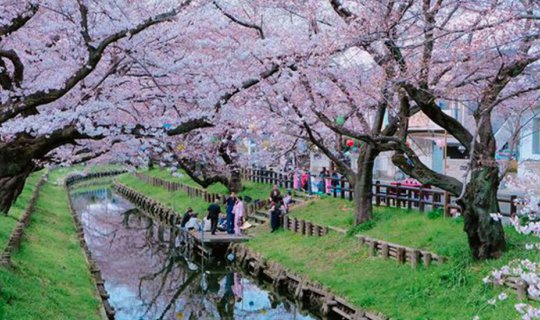Cover "Floating on the surface, eyes on the beautiful cherry blossoms, cle...