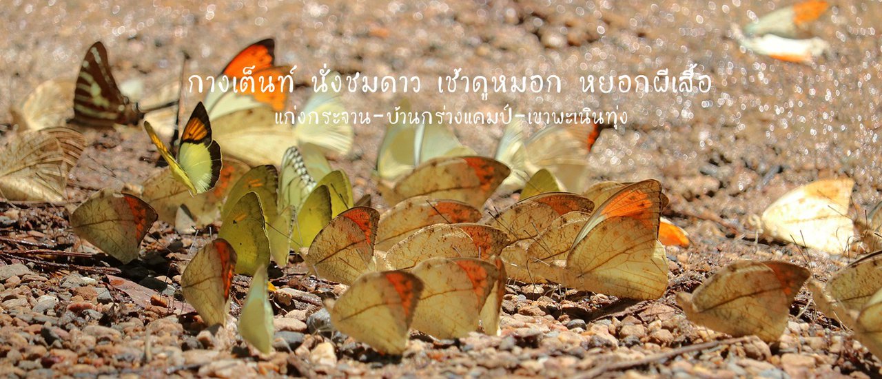 cover Drag your friends to have fun, just a thousand baht to enjoy yourself.
Head to Pha Nen Thung, pitch a tent, and gaze at the stars.
In the morning, watch the mist and play with butterflies.