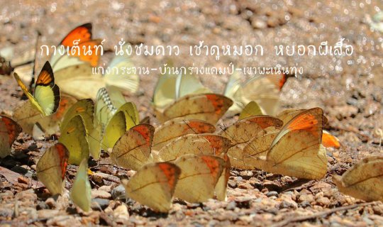 cover Drag your friends to have fun, just a thousand baht to enjoy yourself.

Head to Pha Nen Thung, pitch a tent, and gaze at the stars.

In the morning, watch the mist and play with butterflies.