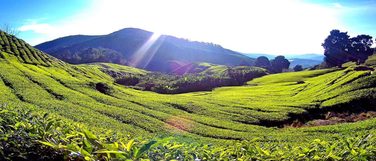 cover Escape the Songkran heat and discover the ultimate tea plantation in ASEAN: Cameron Highlands, Malaysia. April 10-14, 2016.