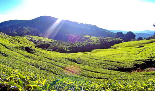 cover Escape the Songkran heat and discover the ultimate tea plantation in ASEAN: Cameron Highlands, Malaysia. April 10-14, 2016.