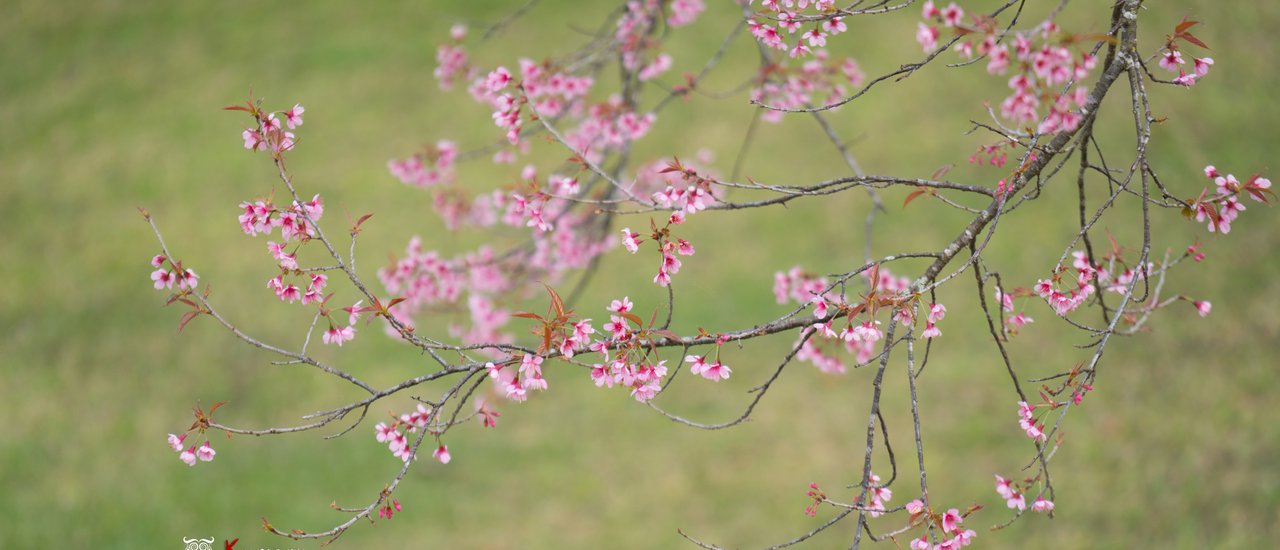 cover Hunting for Thai Sakura (Wild Himalayan Cherry) : A Photographer's Guide