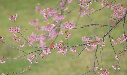 Cover Hunting for Thai Sakura (Wild Himalayan Cherry) : A Photographer's G...