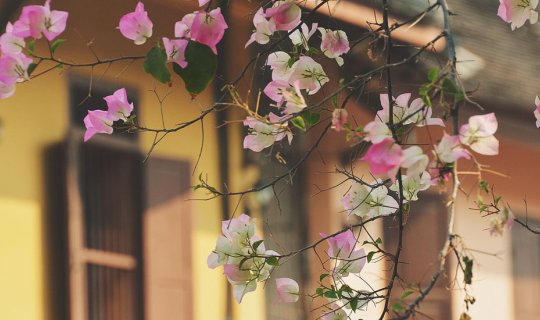 cover Luang Prabang, no matter how many times I visit, I still fall in love with it.