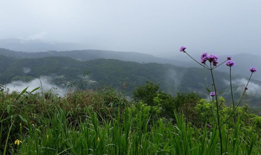 cover Mons Jaem in the Drizzle: A Seasonal Beauty

The gentle drizzle of the rainy season paints a unique picture of Mons Jaem, showcasing the beauty of nature's changing moods.