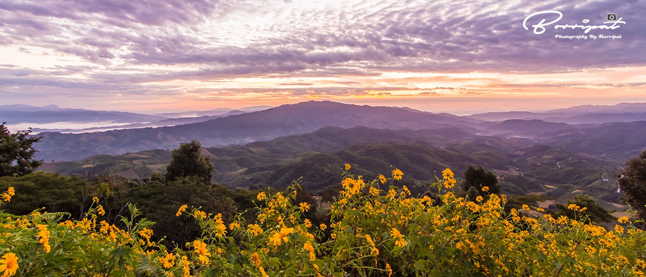 cover Spectacular Tung Bua Tong Forest Park, Teatime at Doi Mae Salong & Worship Phra That Doi Tung @ Chiang Rai