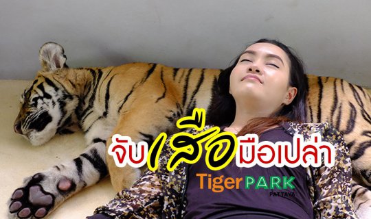 cover Test your courage!! Barehanded Tiger at Tiger Park Pattaya