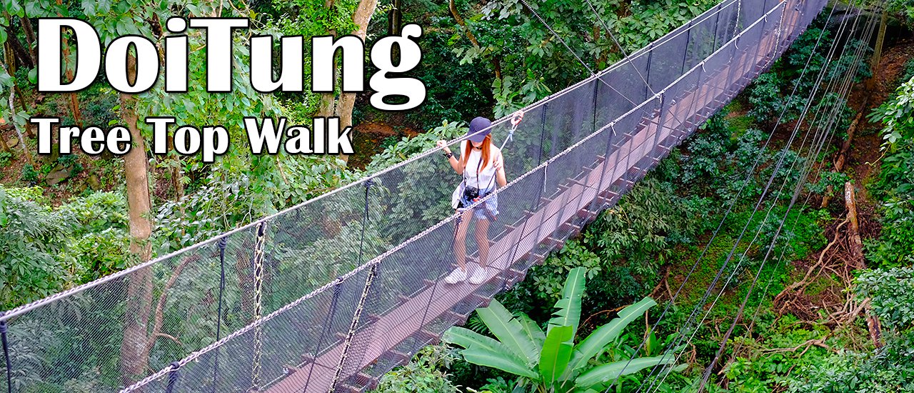 cover DoiTung Tree Top Walk ตื่นเต้นเป็นกระษัย จุดเช็คอินใหม่ในเชียงราย