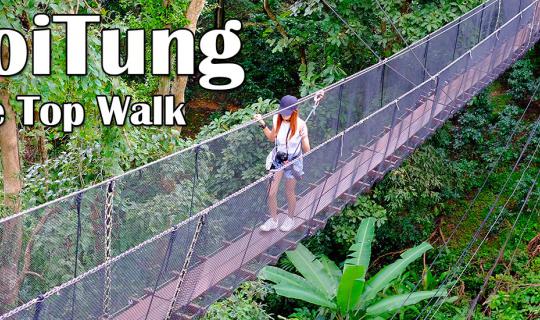 cover DoiTung Tree Top Walk ตื่นเต้นเป็นกระษัย จุดเช็คอินใหม่ในเชียงราย