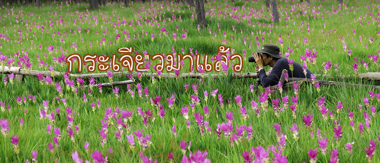 cover English
Scarlet lily flowers in full bloom for 2017.