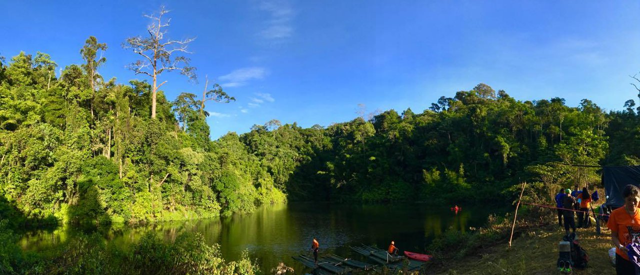 cover Fern Field, Halabala, Narathiwat