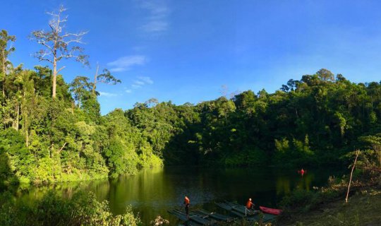 Cover Fern Field, Halabala, Narathiwat...