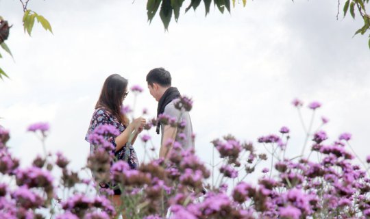 cover #The Purple Majesty Review: Le Jardin De Maejo, a European-style residence nestled in the embrace of mountains and the charm of Mon Cham during the rainy season.